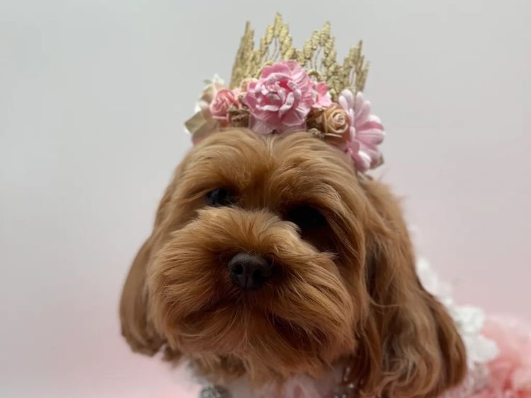 Teddy Bear Cavoodles