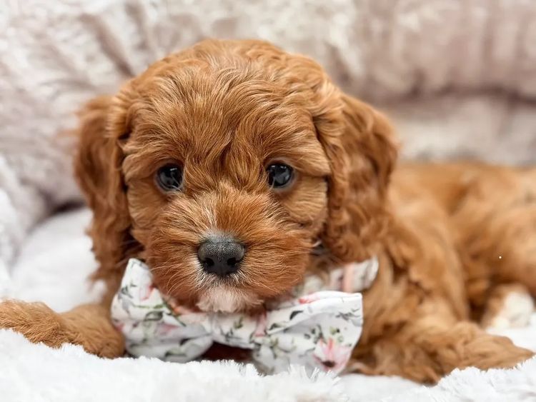 Teddy Bear Cavoodles