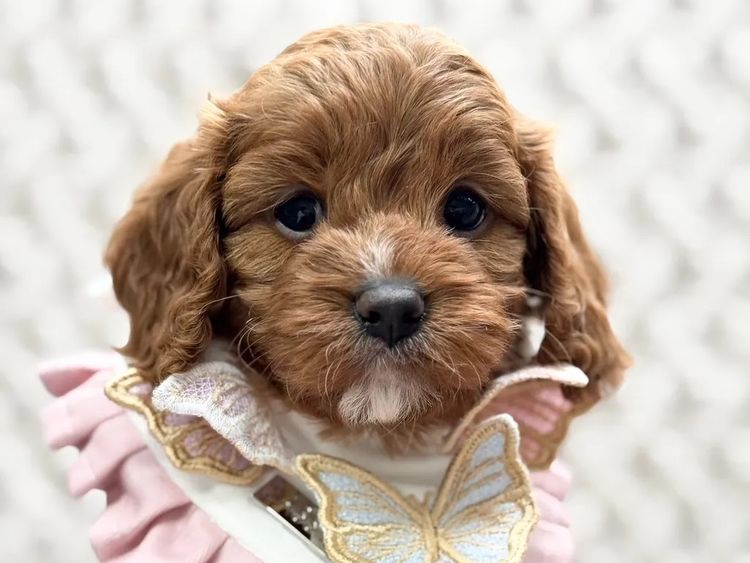 Teddy Bear Cavoodles