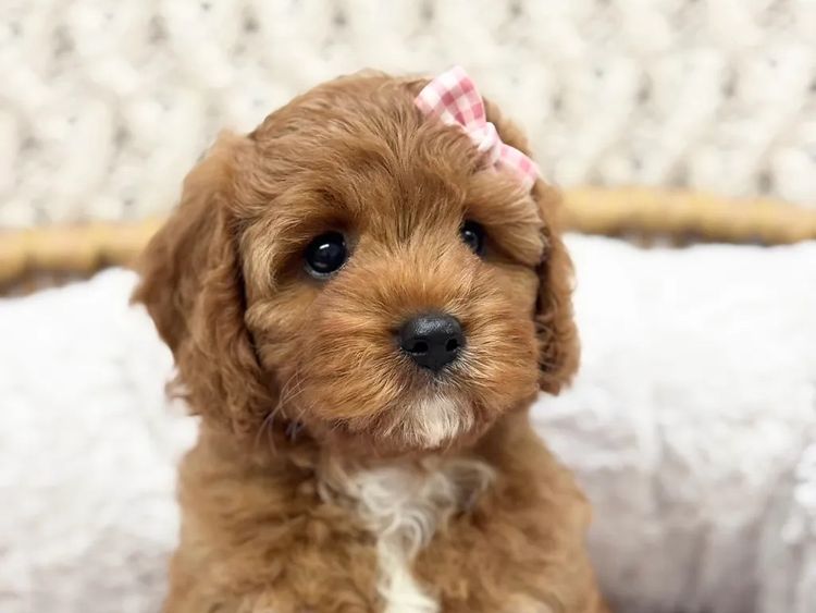 Teddy Bear Cavoodles