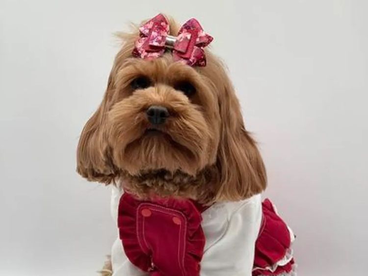 Teddy Bear Cavoodles