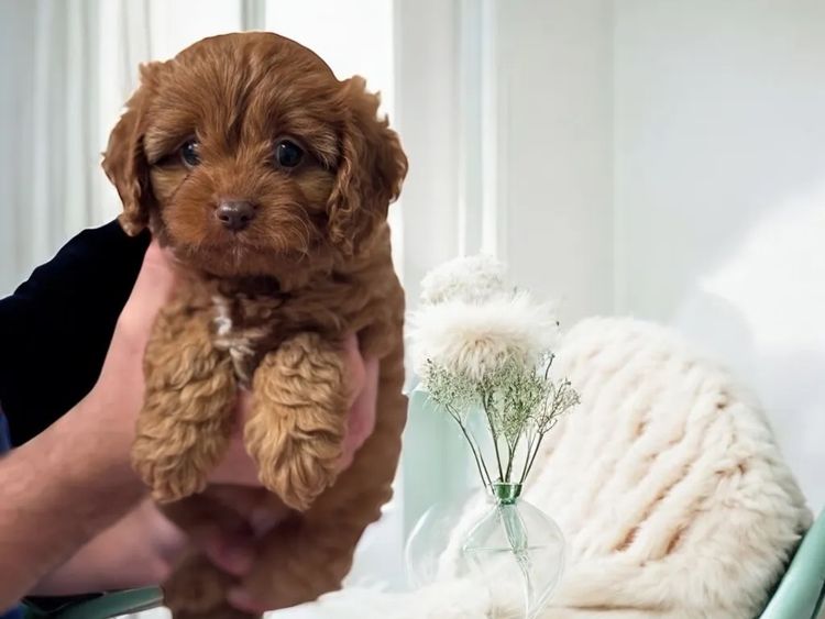Teddy Bear Cavoodles