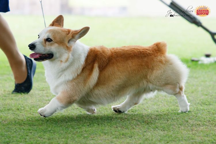 Fergwyn Corgis
