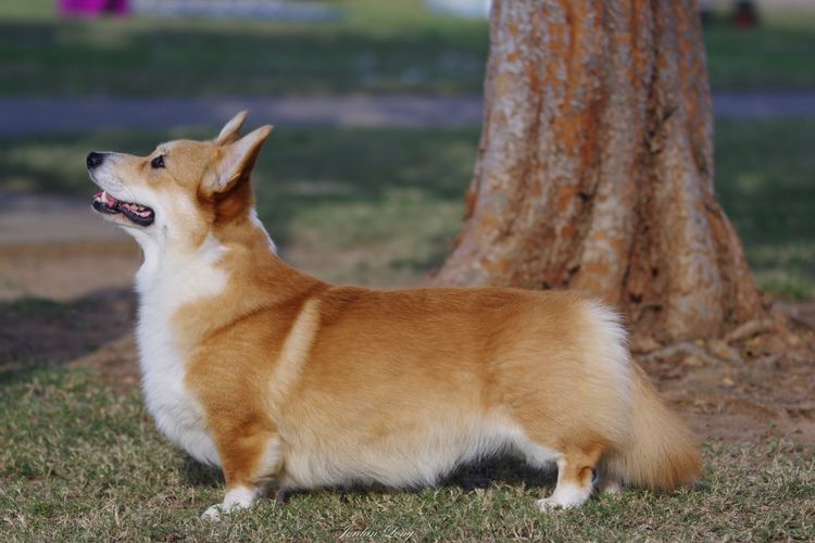 Fergwyn Corgis