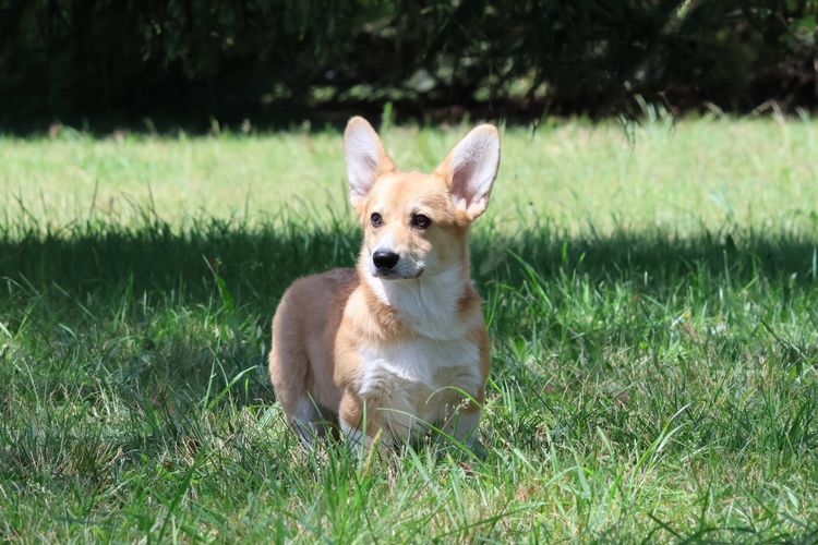 Fergwyn Corgis
