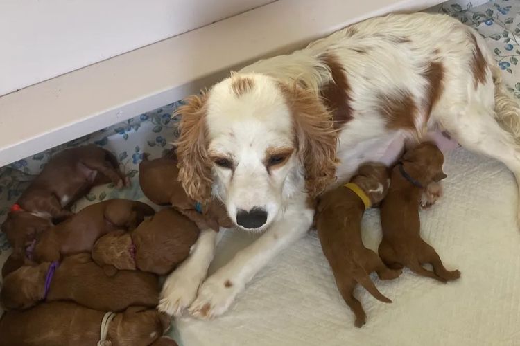 Pepper Tree Puppies - Cockalier x Toy Poodle