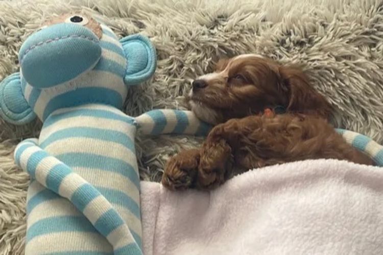 Pepper Tree Puppies - Cockalier x Toy Poodle