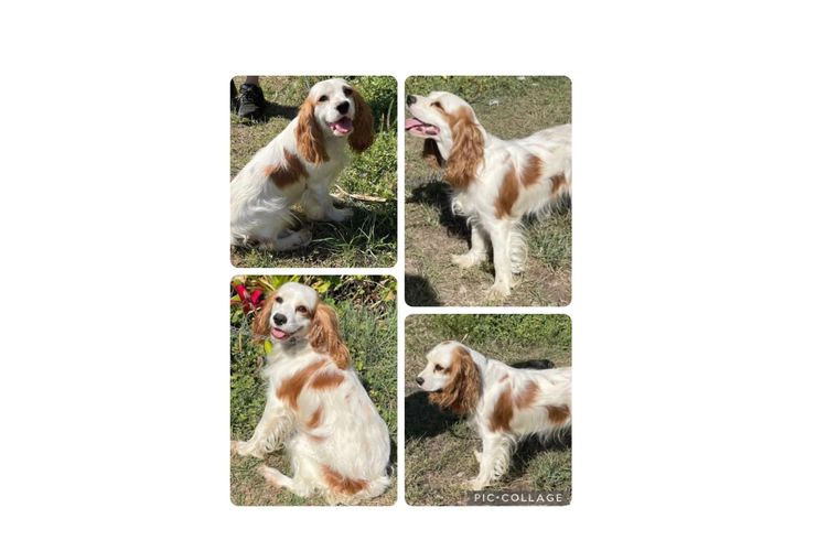 Pepper Tree Puppies - Cockalier x Toy Poodle