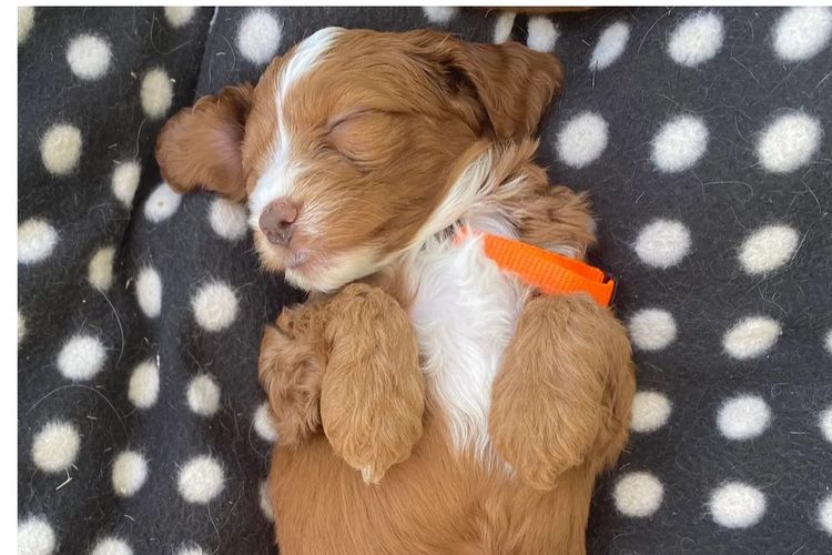 Pepper Tree Puppies - Cockalier x Toy Poodle