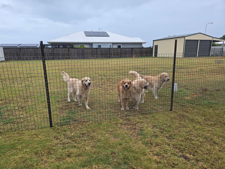 Hylangold Retrievers