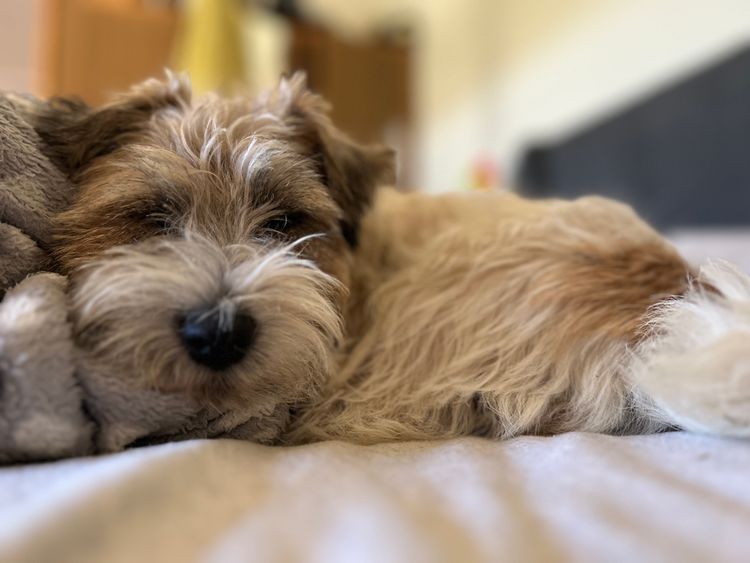 Kaha Kennel - Jack Russell Terriers