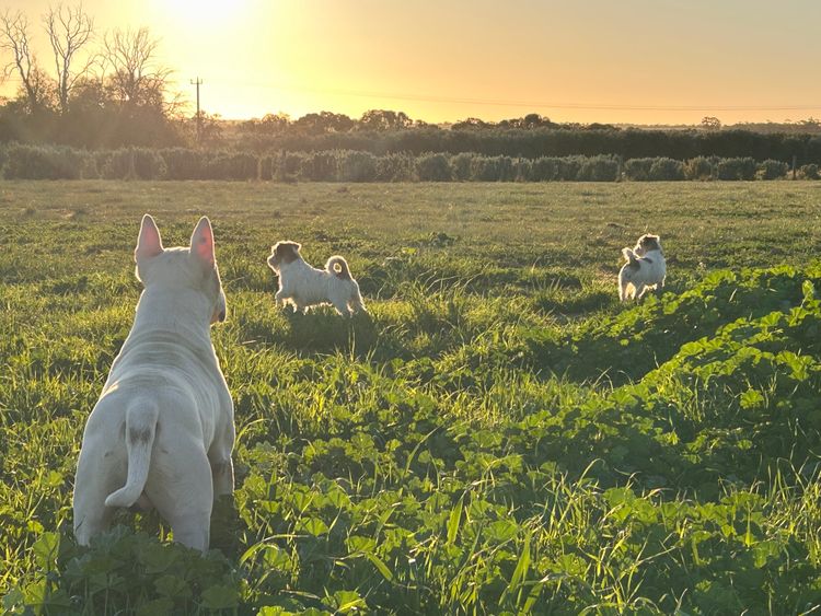 Kaha Kennel - Jack Russell Terriers