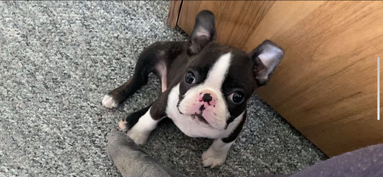 Rubystud Boston Terriers