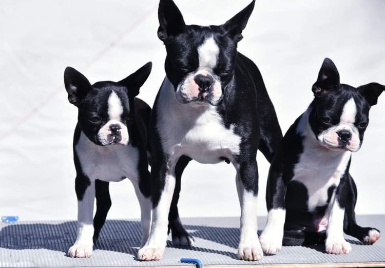 Rubystud Boston Terriers