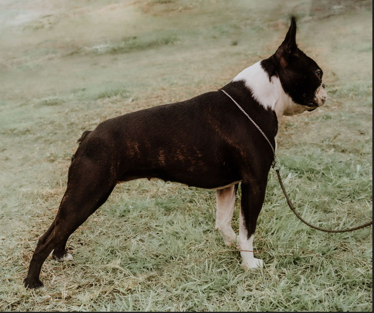Rubystud Boston Terriers