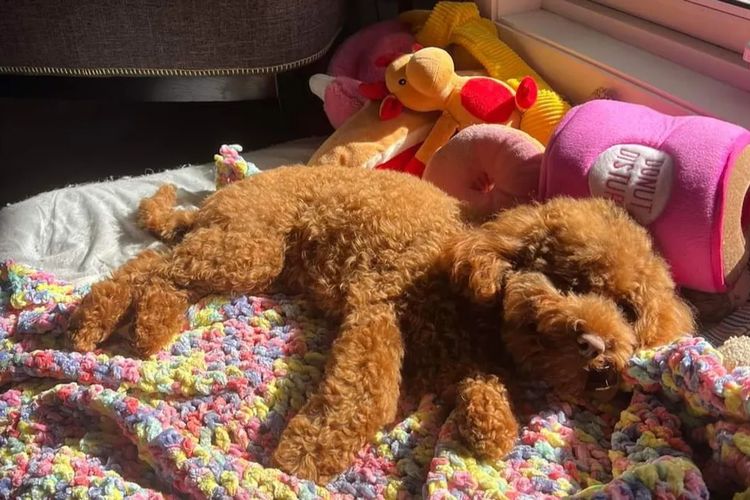 Ruby Moodles & Poodles