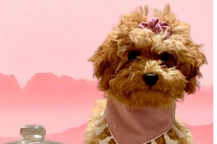 Ruby Moodles & Poodles