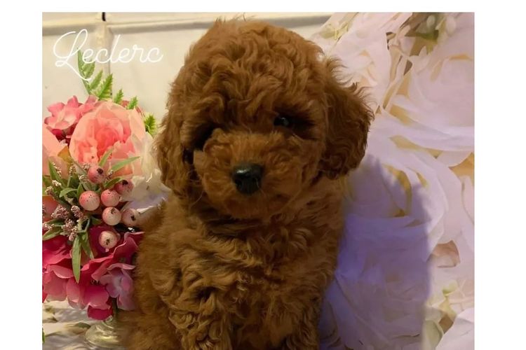 Ruby Moodles & Poodles