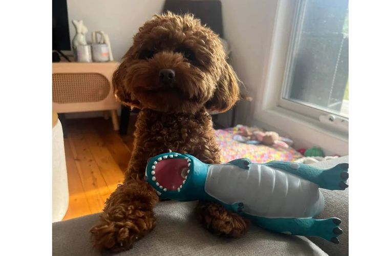 Ruby Moodles & Poodles