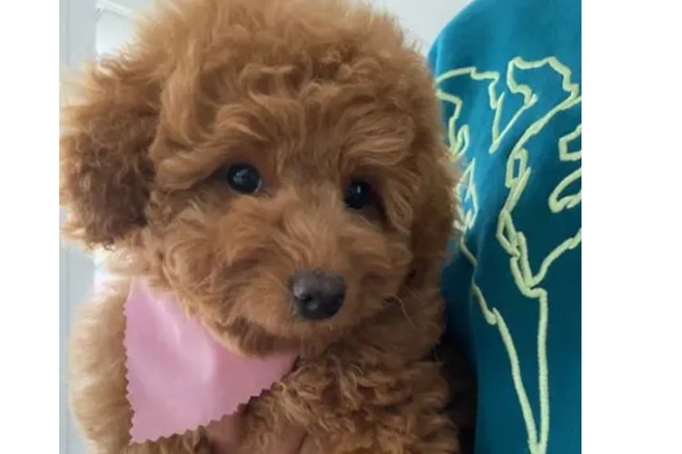 Ruby Moodles & Poodles