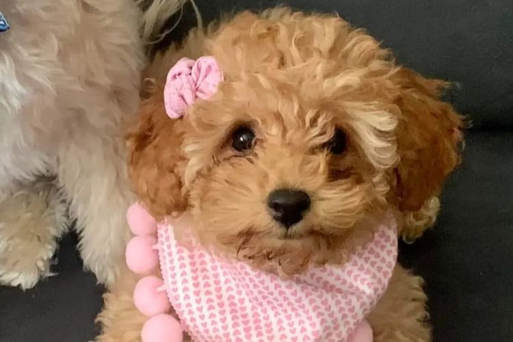 Ruby Moodles & Poodles
