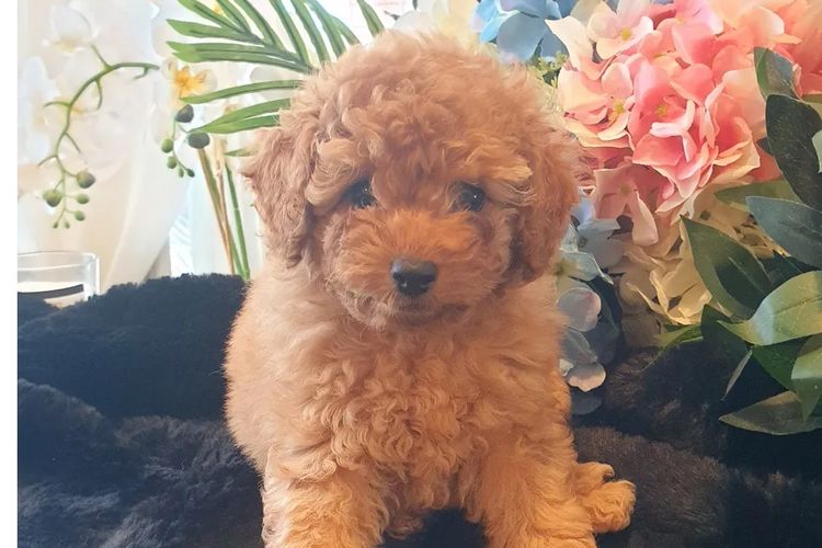 Ruby Moodles & Poodles