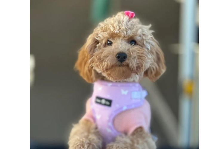 Ruby Moodles & Poodles