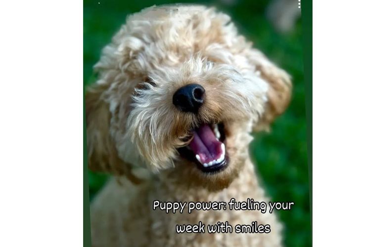 Ruby Moodles & Poodles