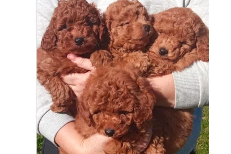 Ruby Moodles & Poodles