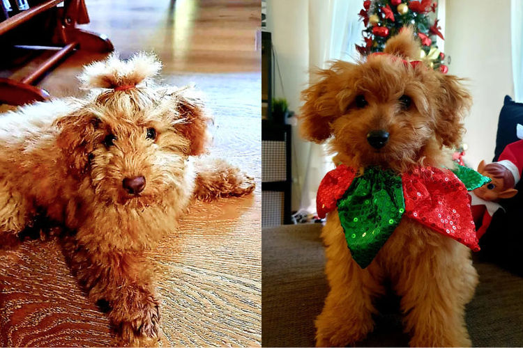 Ruby Moodles & Poodles