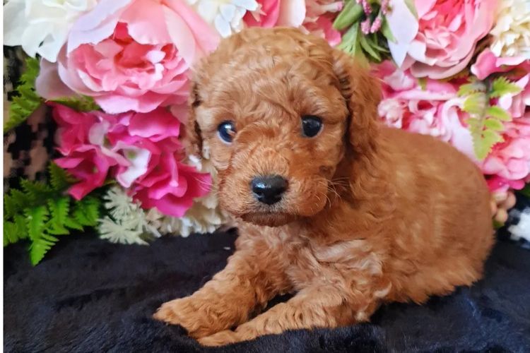 Ruby Moodles & Poodles