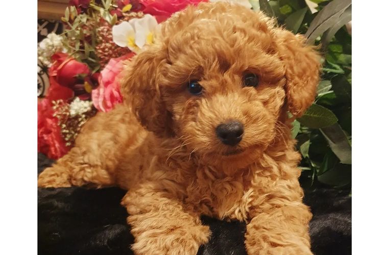 Ruby Moodles & Poodles
