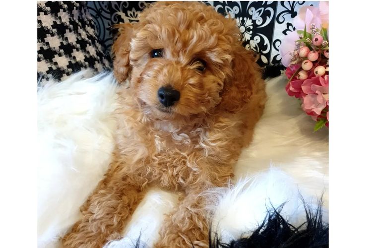 Ruby Moodles & Poodles