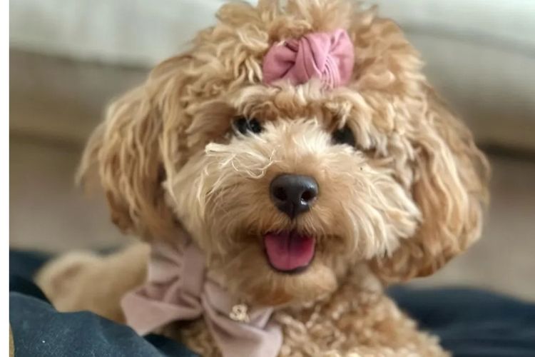 Ruby Moodles & Poodles