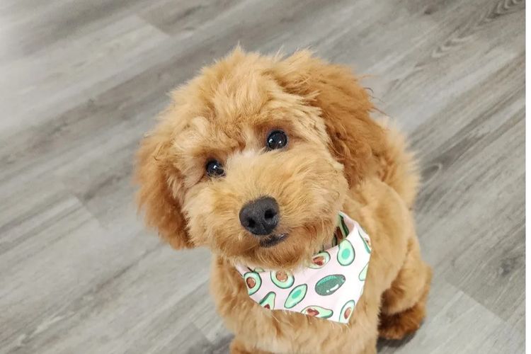 Ruby Moodles & Poodles