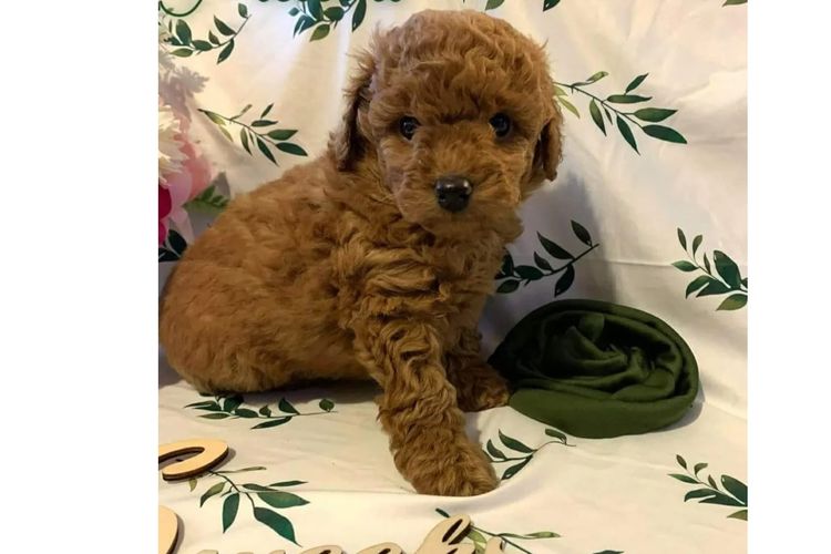 Ruby Moodles & Poodles