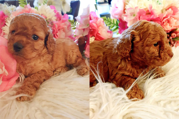Ruby Moodles & Poodles