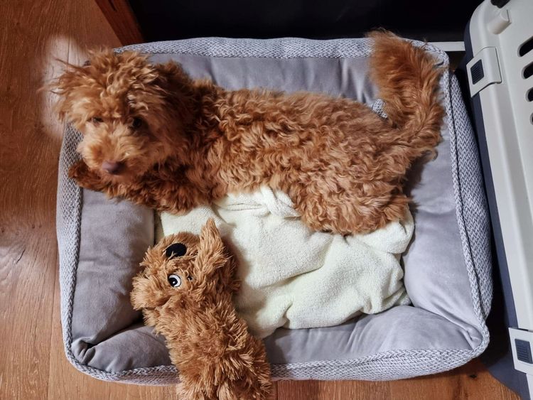 Ruby Moodles & Poodles