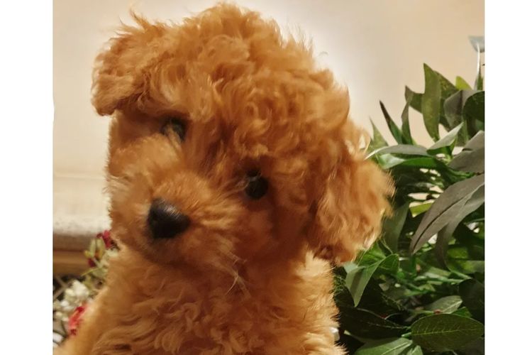 Ruby Moodles & Poodles