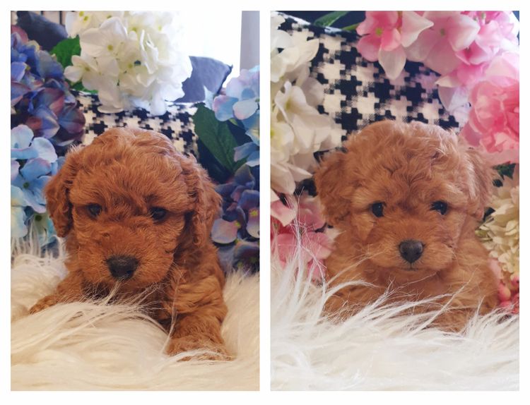 Ruby Moodles & Poodles