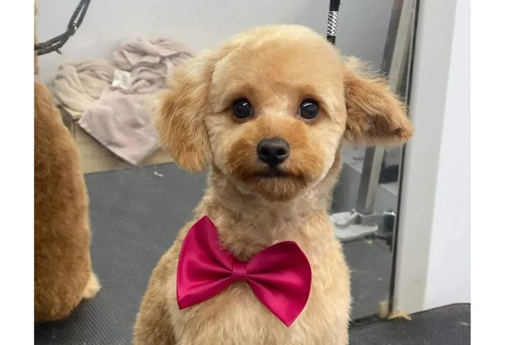Ruby Moodles & Poodles