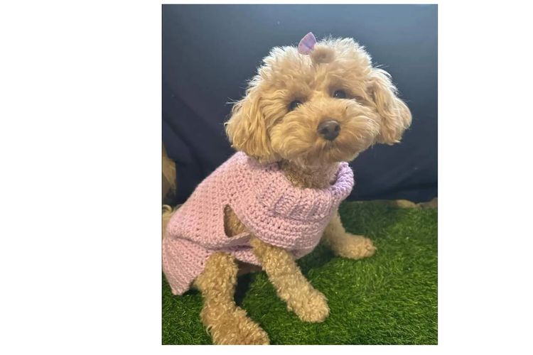 Ruby Moodles & Poodles