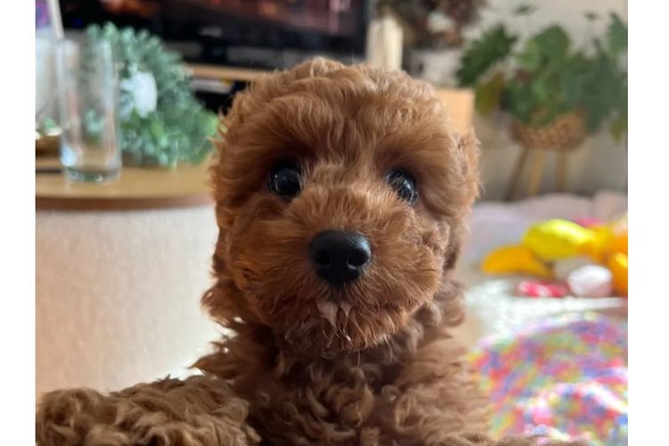 Ruby Moodles & Poodles