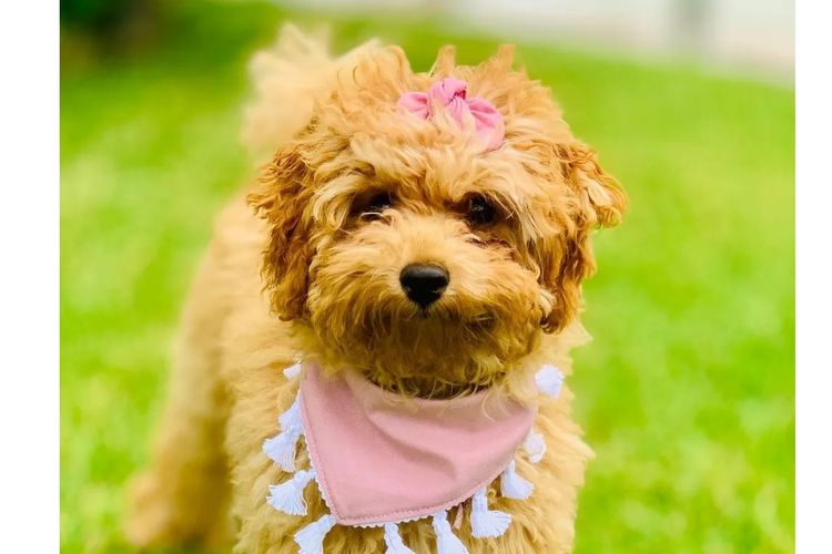 Ruby Moodles & Poodles