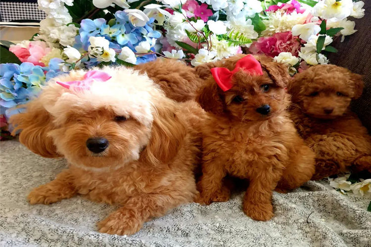 Ruby Moodles & Poodles