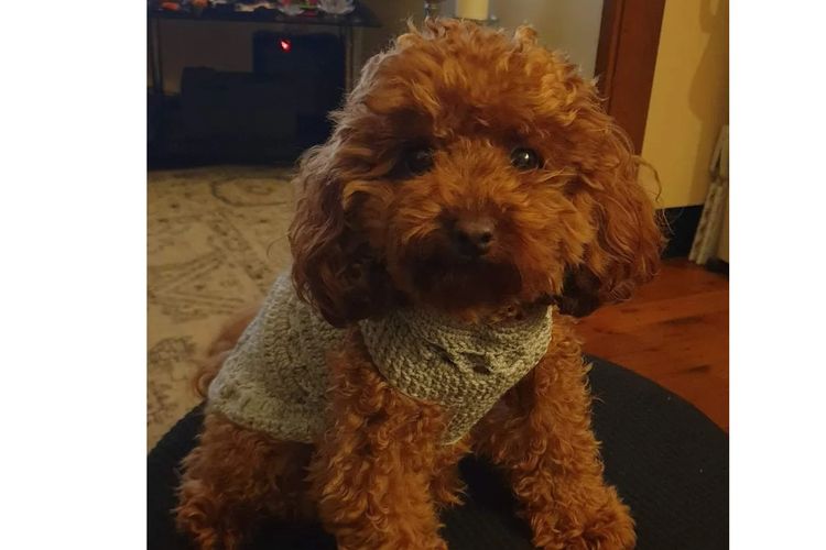 Ruby Moodles & Poodles