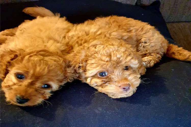 Ruby Moodles & Poodles