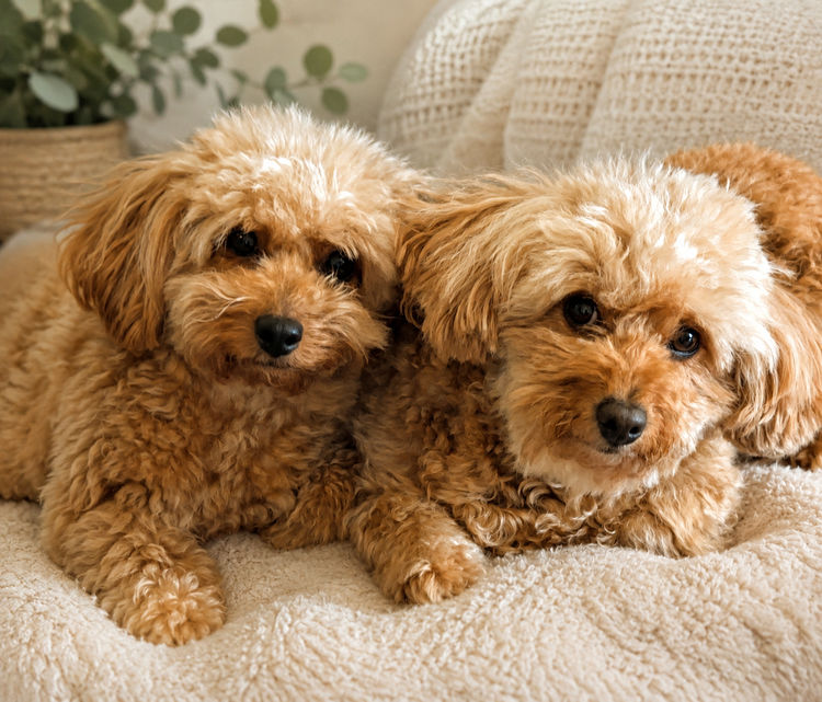 Ruby Moodles & Poodles