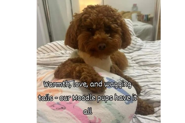 Ruby Moodles & Poodles