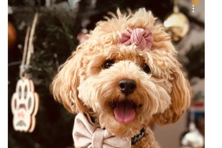 Ruby Moodles & Poodles